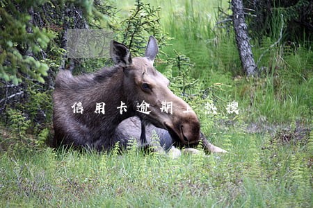 信用卡逾期上热搜 信用卡逾期上热搜