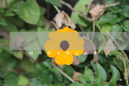 信用卡逾期上记录 信用卡逾期上记录