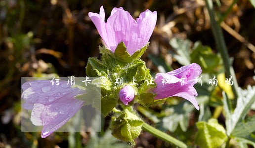 信用卡逾期上证报有影响吗