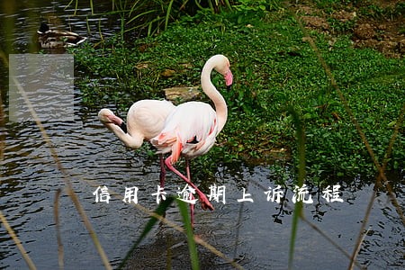 信用卡逾期上诉流程 信用卡逾期上诉流程