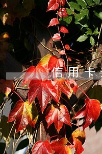 信用卡逾期上银行协商会怎么处罚 信用卡逾期上银行协商会怎么处罚