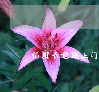 信用卡逾期上门催收暂时没钱