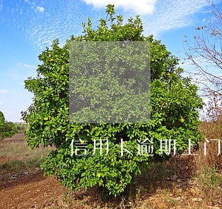 信用卡逾期上门前会问地址吗