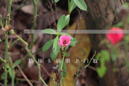 信用卡逾期上门取 信用卡逾期上门取