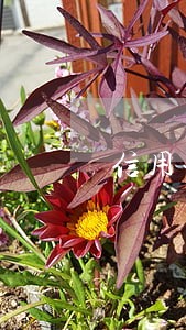 信用卡逾期上门可以不开门吗
