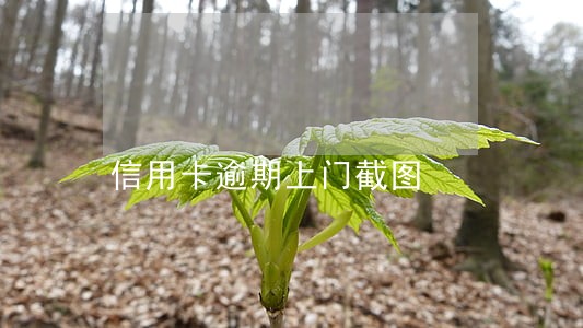 信用卡逾期上门截图