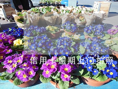 信用卡逾期上门拍照