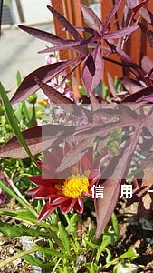 信用卡逾期上门收钱流程 信用卡逾期上门收钱流程