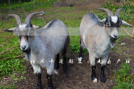 信用卡逾期上门是去户籍地吗 信用卡逾期上门是去户籍地吗