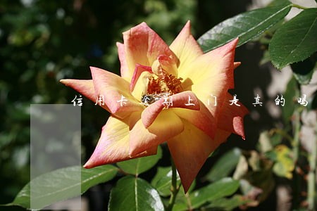 信用卡逾期上门是真的吗 信用卡逾期上门是真的吗