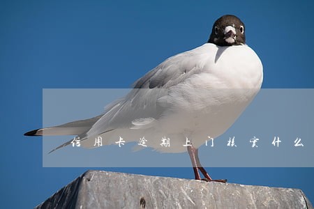 信用卡逾期上门核实什么 信用卡逾期上门核实什么