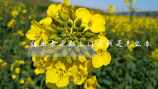 信用卡逾期上门没钱还怎么办 信用卡逾期上门没钱还怎么办