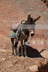 信用卡逾期上门签字是签什么 信用卡逾期上门签字是签什么