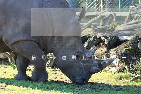 信用卡逾期上门让还一半 信用卡逾期上门让还一半