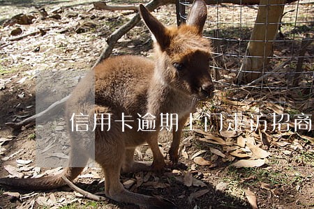 信用卡逾期上门走访招商