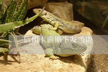 信用卡逾期下发当地 信用卡逾期下发当地