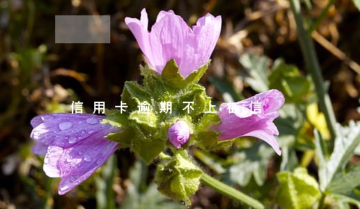 信用卡逾期不上征信 信用卡逾期不上征信