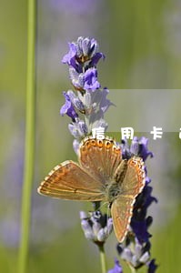 信用卡逾期不上征信会怎么样 信用卡逾期不上征信会怎么样