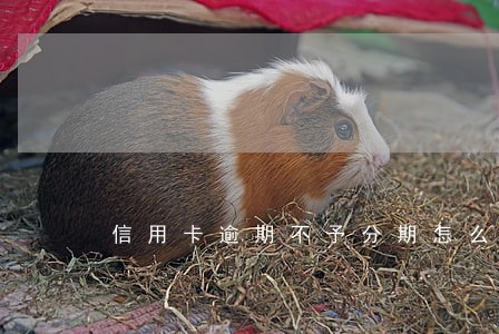 信用卡逾期不予分期怎么办