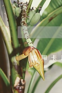信用卡逾期不会覆盖了 信用卡逾期不会覆盖了