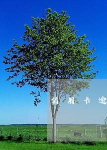 信用卡逾期不传票会开庭吗