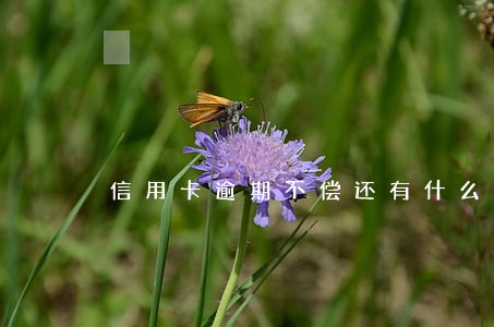 信用卡逾期不偿还有什么后果 信用卡逾期不偿还有什么后果