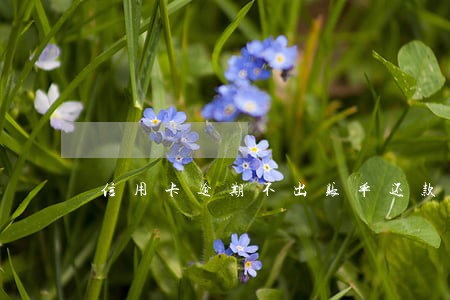 信用卡逾期不出账单还款有用吗 信用卡逾期不出账单还款有用吗