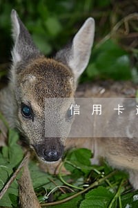 信用卡逾期不到2个月被停卡 信用卡逾期不到2个月被停卡