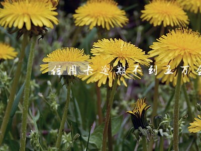 信用卡逾期不到五万会判刑 信用卡逾期不到五万会判刑