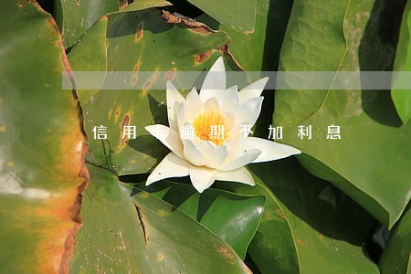 信用卡逾期不加利息 信用卡逾期不加利息