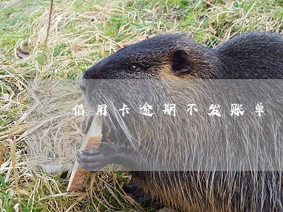 信用卡逾期不发账单
