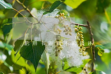 信用卡逾期不够钱还
