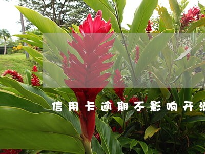信用卡逾期不影响开滴滴吧 信用卡逾期不影响开滴滴吧