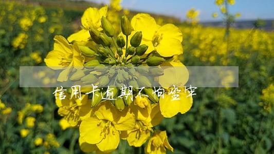 信用卡逾期不怕坐牢 信用卡逾期不怕坐牢