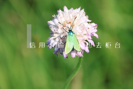 信用卡逾期不想去柜台 信用卡逾期不想去柜台