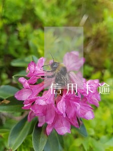 信用卡逾期不成黑名单能坐飞机吗