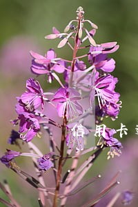 信用卡逾期不打电话通知吗