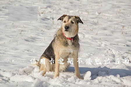 信用卡逾期不接电话后面还款