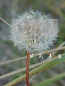 信用卡逾期不收利息是怎么回事