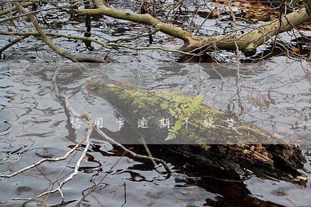 信用卡逾期不放贷 信用卡逾期不放贷