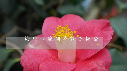 信用卡逾期不敢去柜台 信用卡逾期不敢去柜台