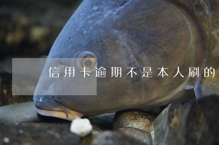 信用卡逾期不是本人刷的 信用卡逾期不是本人刷的