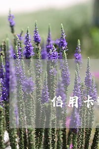 信用卡逾期不涨利息了咋回事 信用卡逾期不涨利息了咋回事