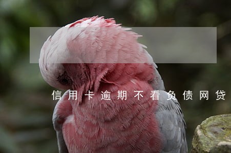 信用卡逾期不看负债网贷 信用卡逾期不看负债网贷