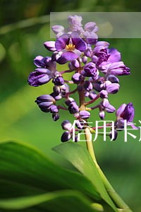 信用卡逾期不立案