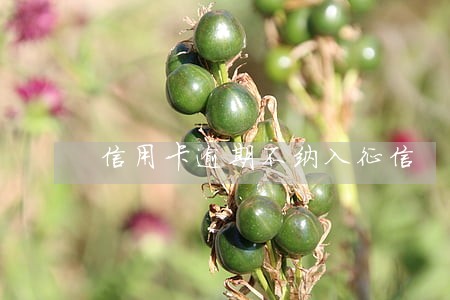 信用卡逾期不纳入征信 信用卡逾期不纳入征信