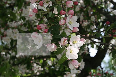信用卡逾期不给协商说要先还一半 信用卡逾期不给协商说要先还一半