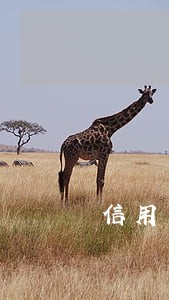 信用卡逾期不能一次还清 信用卡逾期不能一次还清