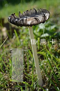 信用卡逾期不能上网怎么办