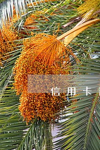 信用卡逾期不能上高速了吗 信用卡逾期不能上高速了吗